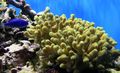 yellow Aquarium Porites Coral characteristics, Photo
