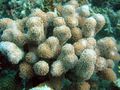 brown Porites Coral Aquarium Sea Corals, Photo and characteristics