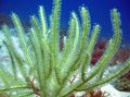 grün Pterogorgia Aquarium Meer Korallen, Foto und Merkmale