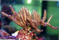braun Pterogorgia Aquarium Meer Korallen, Foto und Merkmale