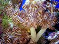 braun Pump Xenia (Winkenden Hand, Dicken Stamm) Aquarium Meer Korallen, Foto und Merkmale