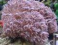 pink Pump Xenia (Winkenden Hand, Dicken Stamm) Aquarium Meer Korallen, Foto und Merkmale