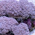 lila Pump Xenia (Winkenden Hand, Dicken Stamm) Aquarium Meer Korallen, Foto und Merkmale