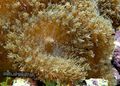 braun Rhodactis Aquarium Meer Korallen, Foto und Merkmale