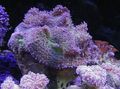 lila Rhodactis Aquarium Meer Korallen, Foto und Merkmale