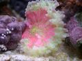pink Ricordea Pilz Aquarium Meer Korallen, Foto und Merkmale
