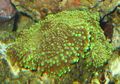 grün Ricordea Pilz Aquarium Meer Korallen, Foto und Merkmale