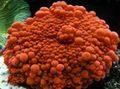 punainen Ricordea Sieni Akvaario Meri Korallit, kuva ja ominaisuudet