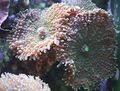 braun Ricordea Pilz Aquarium Meer Korallen, Foto und Merkmale