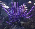 lila Seegebläse Aquarium Meer Korallen, Foto und Merkmale