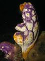 motley Sea Squirts, Tunicates Aquarium Sea Corals, Photo and characteristics
