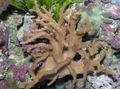 brown Sinularia Finger Leather Coral Aquarium Sea Corals, Photo and characteristics