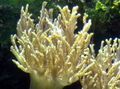 yellow Sinularia Finger Leather Coral Aquarium Sea Corals, Photo and characteristics