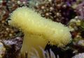 gelb Weichen Pilz Aquarium Meer Korallen, Foto und Merkmale