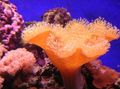 rot Aquarium Weichen Pilz, Sarcophyton Merkmale, Foto