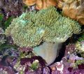 green Soft Mushroom Aquarium Sea Corals, Photo and characteristics