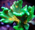 grün Stacheligen Schale Aquarium Meer Korallen, Foto und Merkmale
