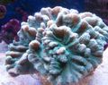 light blue Aquarium Spiny Cup, Pectinia characteristics, Photo