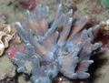 grau Stacheligen Schale Aquarium Meer Korallen, Foto und Merkmale
