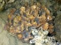 braun Stacheligen Schale Aquarium Meer Korallen, Foto und Merkmale