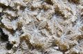 Foto Sterne-Polypen, Korallen Rohr Aquarium clavularia Merkmale und Beschreibung