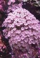 pink Sterne-Polypen, Korallen Rohr Aquarium Meer Korallen, Foto und Merkmale