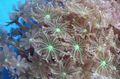 grün Sterne-Polypen, Korallen Rohr Aquarium Meer Korallen, Foto und Merkmale