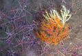 κόκκινος Swiftia (Βόρεια Ανεμιστήρα Στη Θάλασσα) ενυδρείο θαλάσσια κοράλλια, φωτογραφία και χαρακτηριστικά