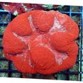 rojo Symphyllia Coral Acuario Mar Corales, Foto y características