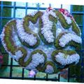 light blue Symphyllia Coral Aquarium Sea Corals, Photo and characteristics