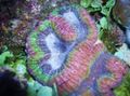 motley Symphyllia Coral Aquarium Sea Corals, Photo and characteristics
