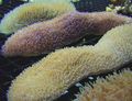 gelb Zunge Koralle (Coral Slipper) Aquarium Meer Korallen, Foto und Merkmale