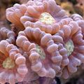 pink Torch Coral (Candycane Coral, Trumpet Coral) Aquarium Sea Corals, Photo and characteristics