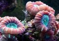 punainen Soihtu Koralli (Candycane Koralli, Trumpetti Koralli) Akvaario Meri Korallit, kuva ja ominaisuudet