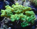 gelb Fackel Koralle (Candycane Korallen, Korallen Trompete) Aquarium Meer Korallen, Foto und Merkmale
