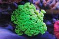 grün Fackel Koralle (Candycane Korallen, Korallen Trompete) Aquarium Meer Korallen, Foto und Merkmale