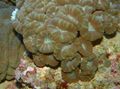 brown Torch Coral (Candycane Coral, Trumpet Coral) Aquarium Sea Corals, Photo and characteristics