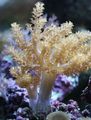 gelb Baum Weichkorallen (Kenia Tree Coral) Aquarium Meer Korallen, Foto und Merkmale