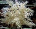 grau Baum Weichkorallen (Kenia Tree Coral) Aquarium Meer Korallen, Foto und Merkmale