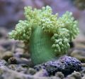 grün Baum Weichkorallen (Kenia Tree Coral) Aquarium Meer Korallen, Foto und Merkmale