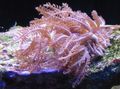 pink Winkenden Hand Korallen Aquarium Meer Korallen, Foto und Merkmale