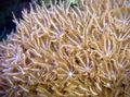 braun Winkenden Hand Korallen Aquarium Meer Korallen, Foto und Merkmale