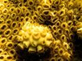 yellow White Encrusting Zoanthid (Caribbean Sea Mat) Aquarium Sea Corals, Photo and characteristics
