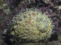 Foto Seeohr Aquarium venusmuscheln Merkmale und Beschreibung