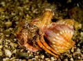rot Anemonen Einsiedlerkrebs Aquarium Meer Wirbellosen, Foto und Merkmale
