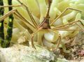 yellow Aquarium Sea Invertebrates Arrow Crab, Caribean Spider Crab, Caribean Ghost Crab, Stenorhynchus seticornis characteristics, Photo