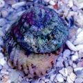 Foto Astraea-Turbo-Schnecke (Astraea Conehead Schnecke) Aquarium venusmuscheln Merkmale und Beschreibung