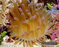 yellow Atlantic Anemone Aquarium Sea Invertebrates, Photo and characteristics