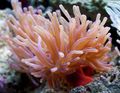 spotted Aquarium Sea Invertebrates Atlantic Anemone, Condylactis gigantea characteristics, Photo