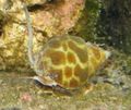braun Babylonia Spiratas Aquarium Meer Wirbellosen, Foto und Merkmale